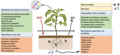 New opportunities in plant microbiome engineering for increasing agricultural sustainability under stressful conditions